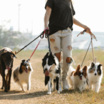 Dogs